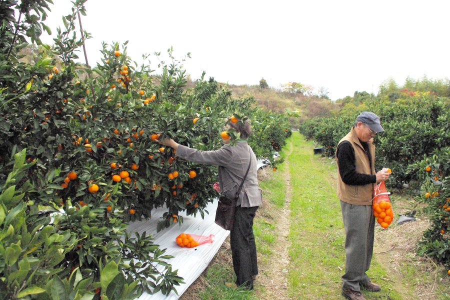 大きく実ったみかんを収穫したり、もぎたてのみかんをその場で食べたりでき、誰もが大満足できる。