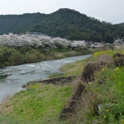 広見川の菜の花まつり