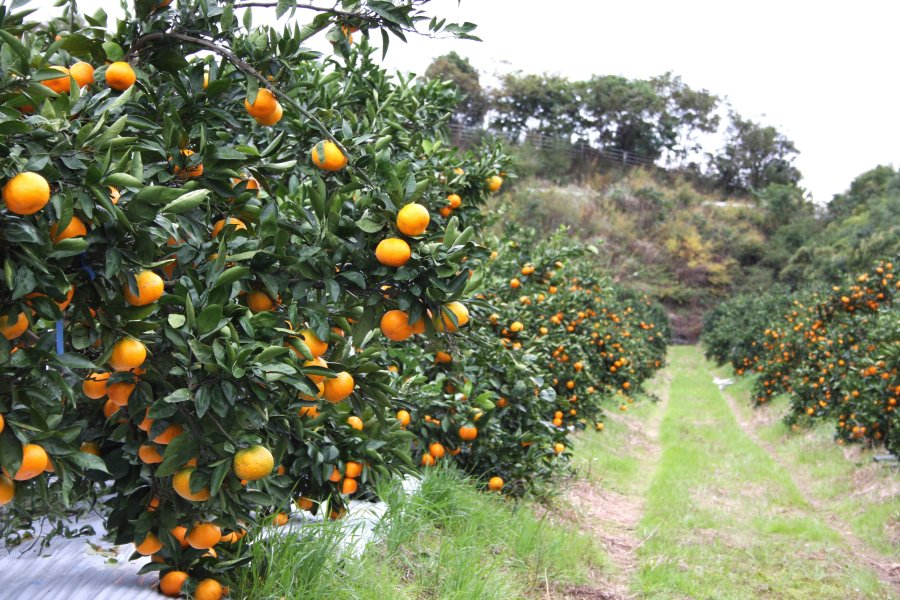 みかんの木が一面に広がっており、畑には柑橘の爽やかな香りが漂う。