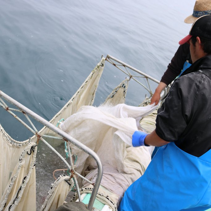 ちりめん漁体験