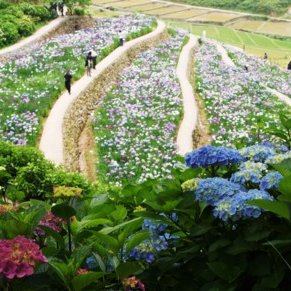 稲積癒しの花祭り