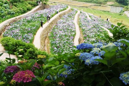 稲積癒しの花祭り