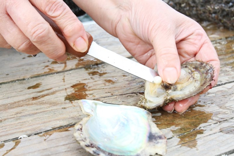 アクセサリー作りのために自分で貝を選んで取り出す真珠。海の上の養殖筏は開放感も抜群。