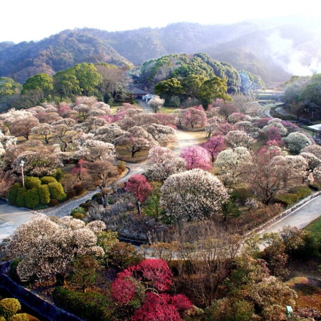 【2026】南楽園梅まつり