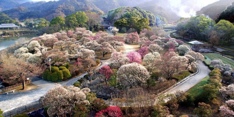 【2026】南楽園梅まつり