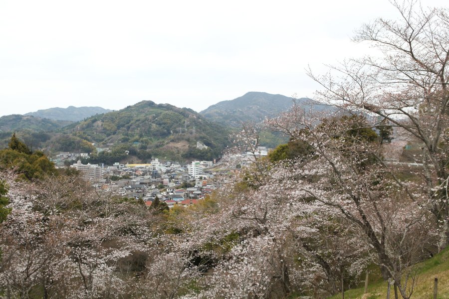 園内には桜や梅、ツツジなど四季折々に違う花々が斜面に咲き誇り目を楽しませてくれる。