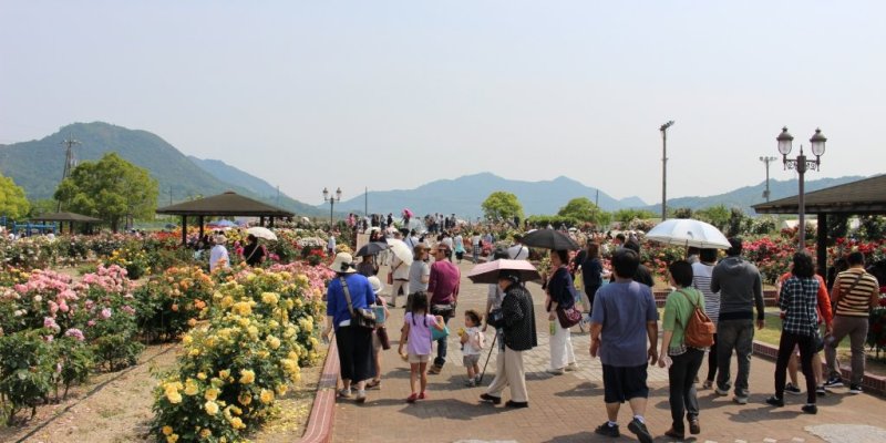 バラ祭りよしうみ2026