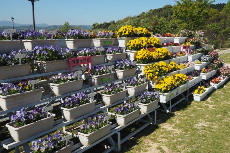 花いっぱい運動学級花壇展示