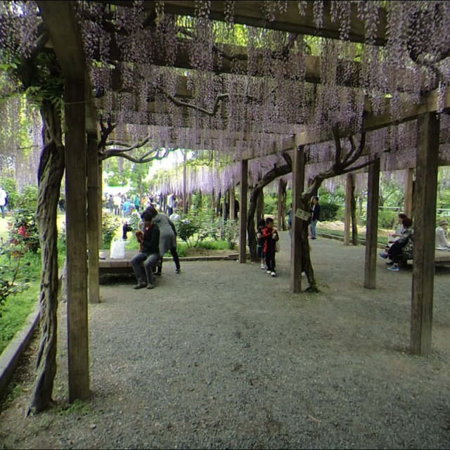 大三島藤公園　藤まつり