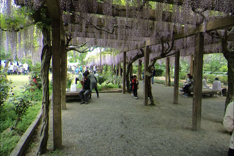 藤の花の香りに包まれた中でのお茶会が開かれます。
