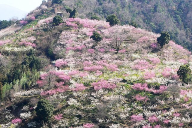 【2026】第36回七折梅まつり