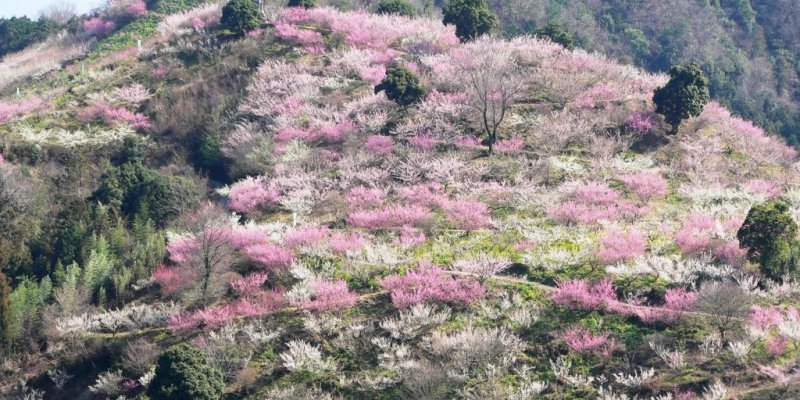 【2026】第36回七折梅まつり