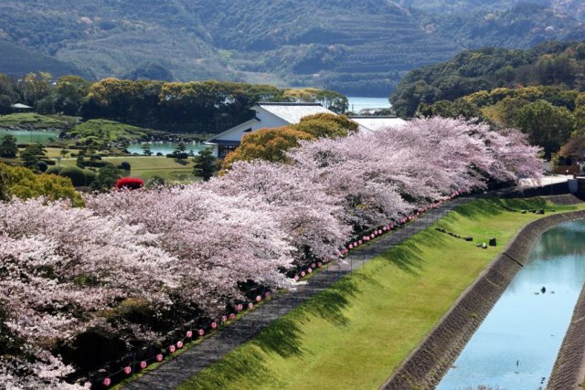 【2026】南楽園外堀桜まつり