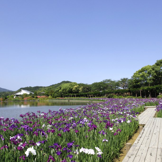 【2025】南楽園花菖蒲まつり