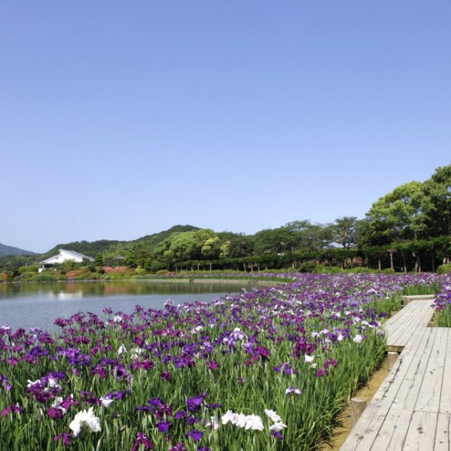 南楽園花菖蒲まつり