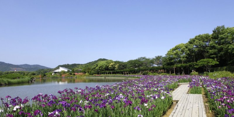 南楽園花菖蒲まつり