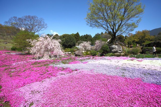 山本牧場の芝桜まつり2020｜愛媛のイベントを探す｜愛媛県の公式観光サイト【いよ観ネット】