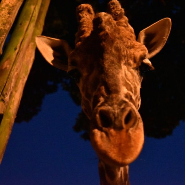 愛媛県立とべ動物園｢夜の動物園2023｣
