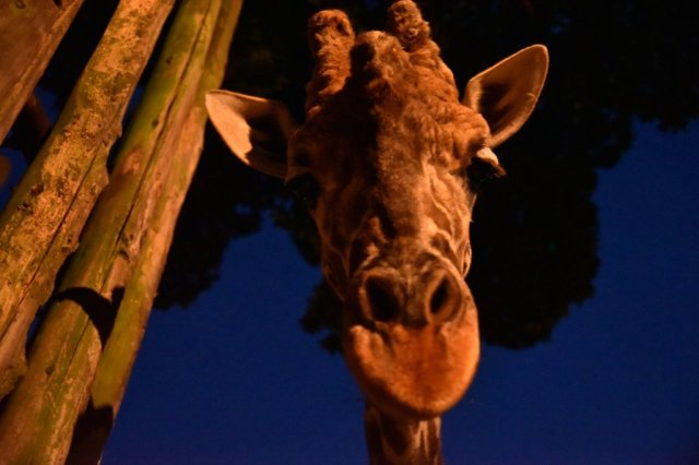 愛媛県立とべ動物園｢夜の動物園2023｣