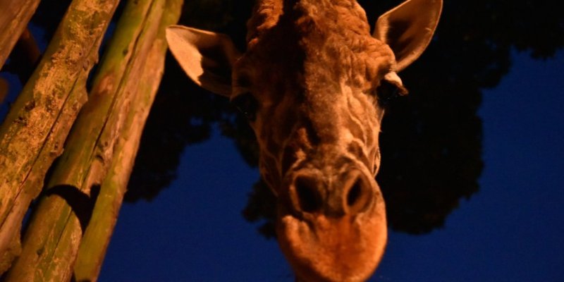 愛媛県立とべ動物園｢夜の動物園2023｣