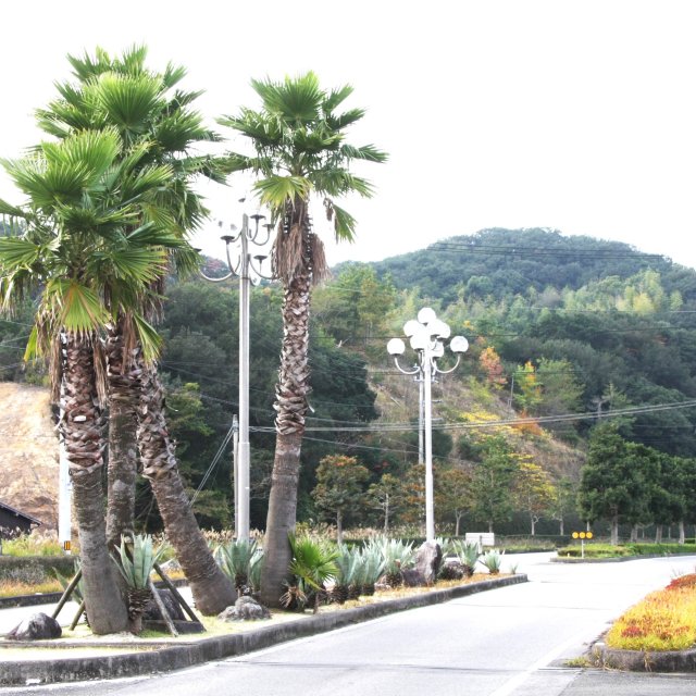 南レク街路