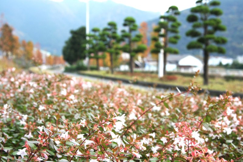 季節によって様々な種類の花が道沿いに咲き乱れる。