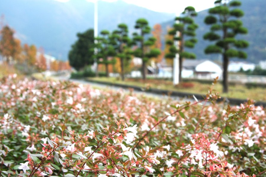 季節によって様々な種類の花が道沿いに咲き乱れる。