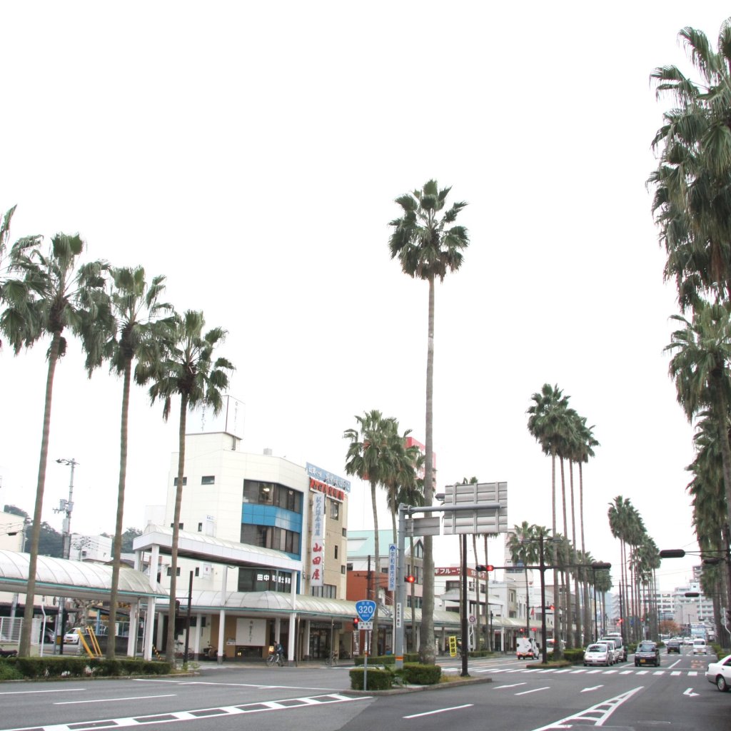 ワシントンヤシ通り