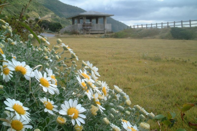 100mを超える断崖が続く高茂岬周辺に咲き誇る野路菊。青い海の色に爽やかな白い花が、いっそう鮮やか。