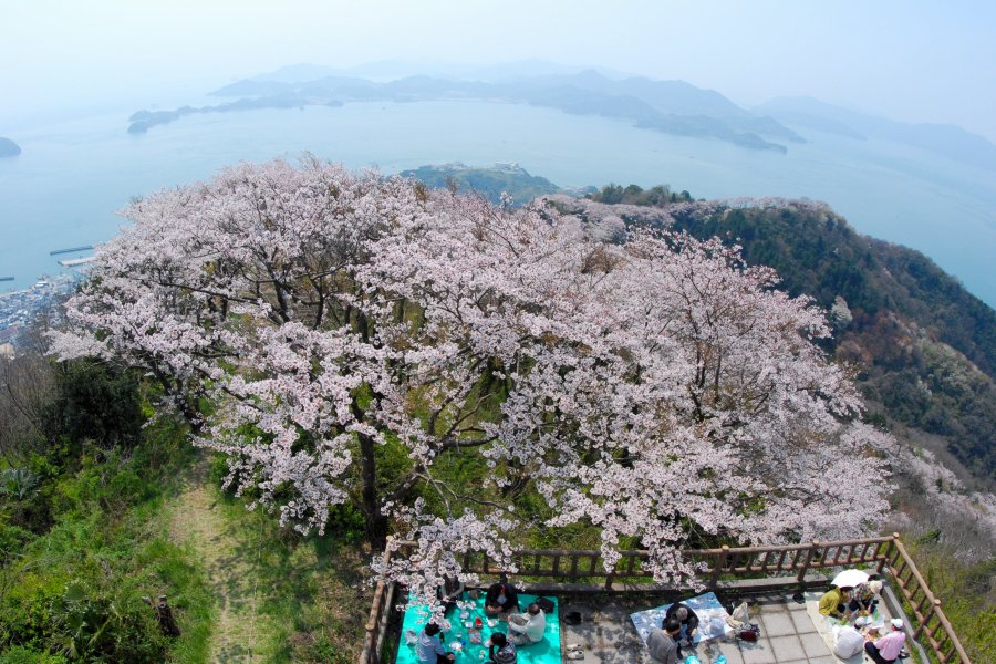 春には、約3千本の桜が山をピンクに染める。「天女の羽衣」と称される桜景色は見事。