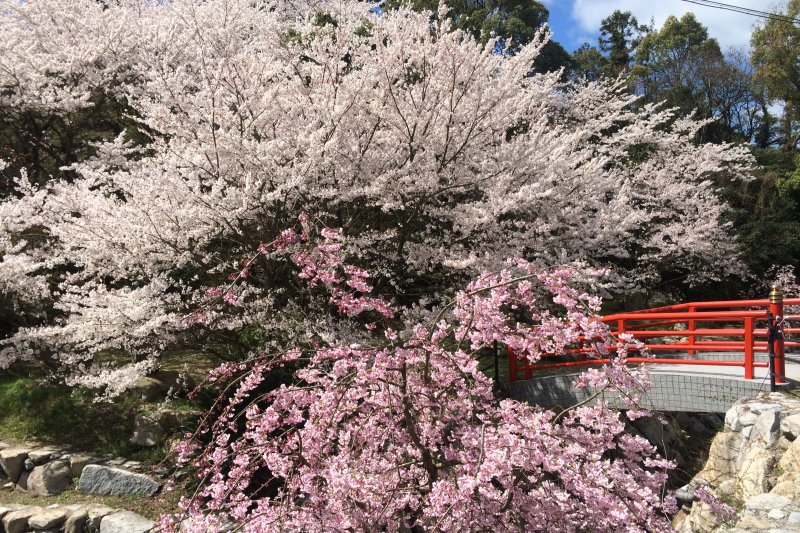桜公園