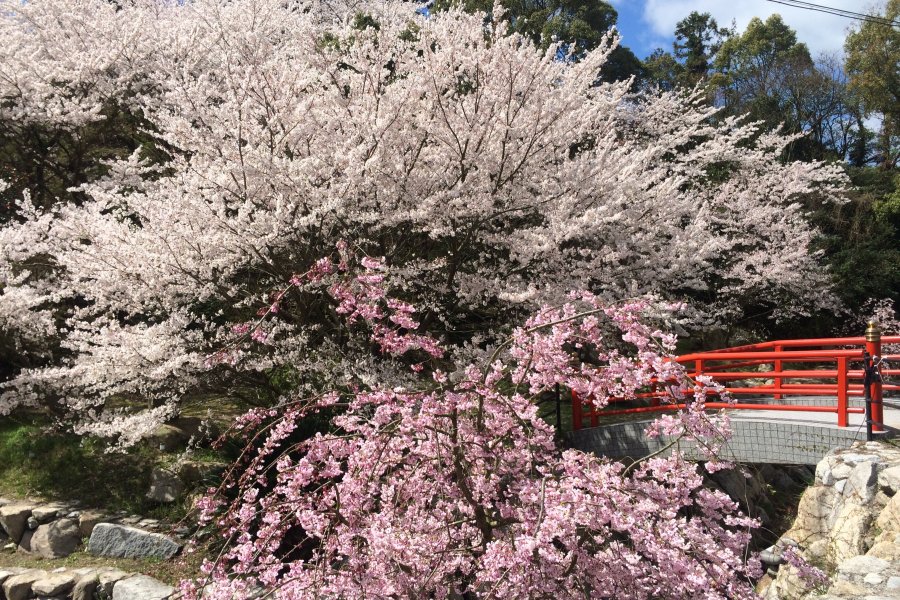 桜公園