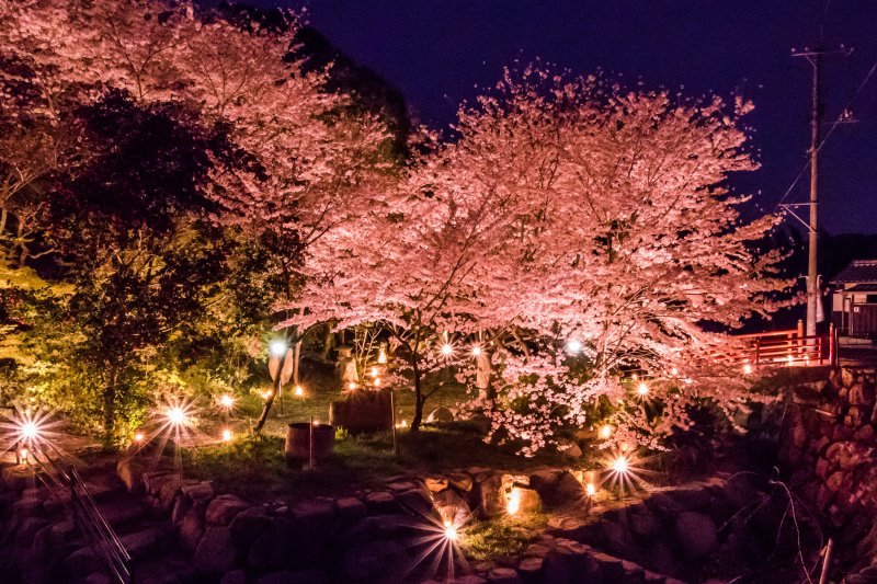 夜桜ライトアップ