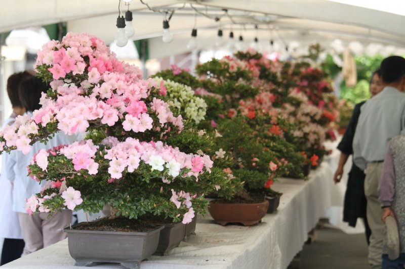 さつき祭り 愛媛のイベントを探す 愛媛県の公式観光サイト いよ観ネット