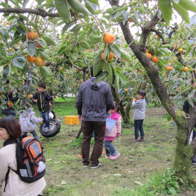 【西条市】観光農園　丹原もぎたて倶楽部