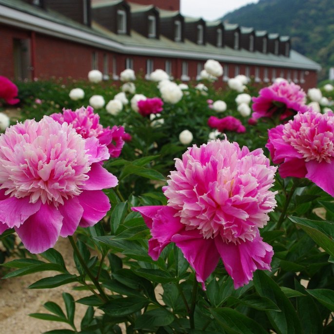 【2026】マイントピア別子 しゃく薬まつり