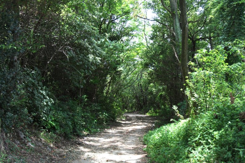 森林浴をしながら緑に囲まれた遊歩道を歩けば、清々しい気持ちになれる。
