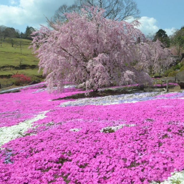 山本牧場