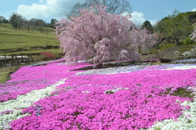 山本牧場
