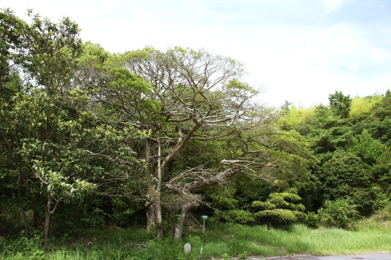 道中の道ばたには、古木・クロガネモチなどが自生しており、四季折々に表情を変える。