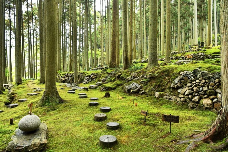 広々とした庭に広がる一面の苔。繊細な苔を踏まないよう、石畳の上を歩く。