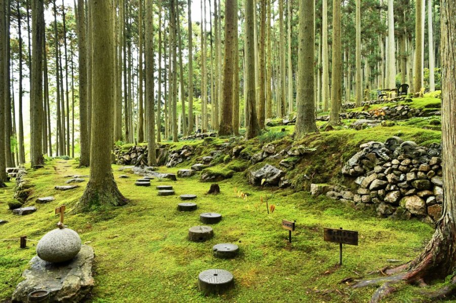 広々とした庭に広がる一面の苔。繊細な苔を踏まないよう、石畳の上を歩く。