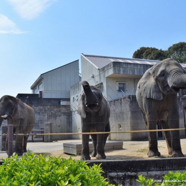 愛媛県立とべ動物園　GW開園