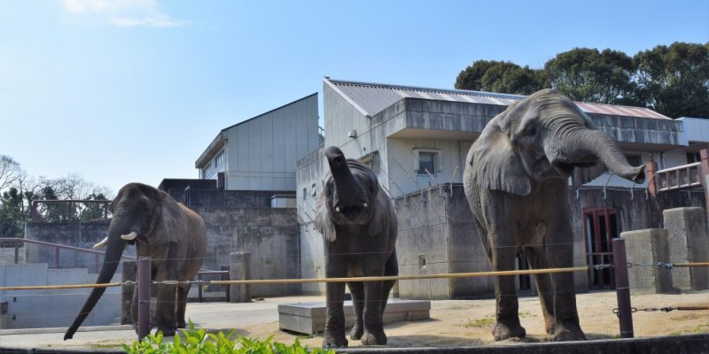 【2026】愛媛県立とべ動物園　GW開園