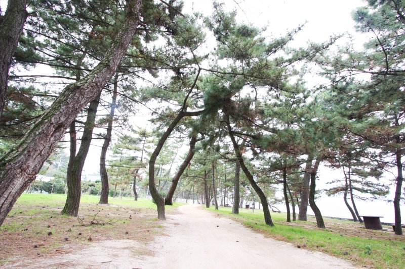 松の並木道には、心地よい潮風が吹き抜ける。