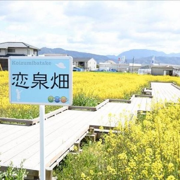 恋泉畑（こいずみばたけ）菜の花
