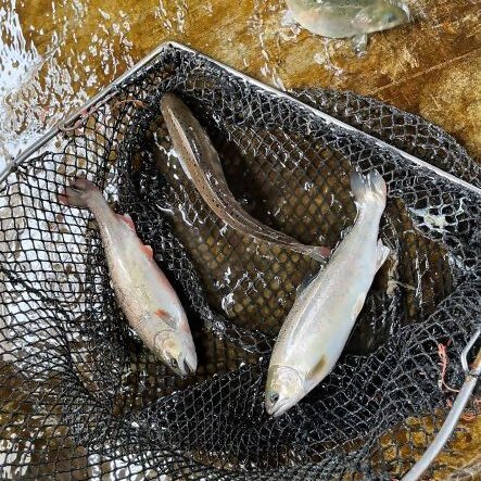 瀬戸内海で漁業をしよう！