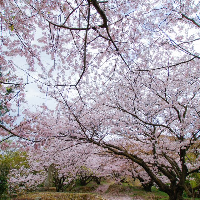 いわぎ桜まつり