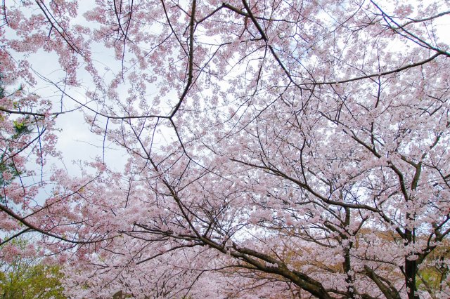 いわぎ桜まつり