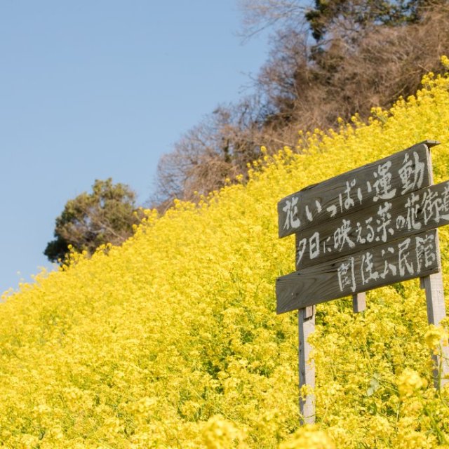 閏住の菜の花畑